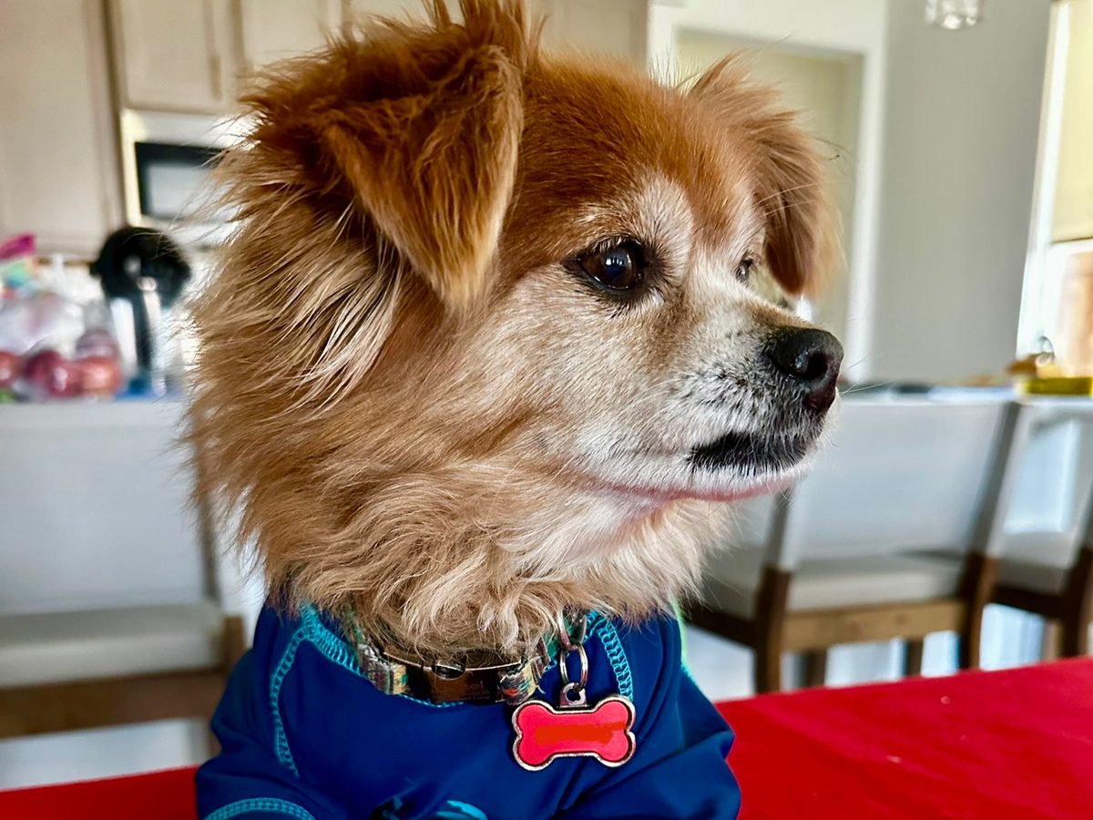 Hazel, a small red-and-cream dog in a blue shirt, wearing a bone-shaped ID tag