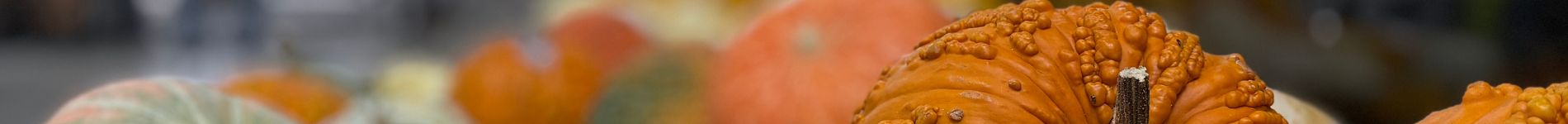 Pumpkins and gourds in Dixon, CA